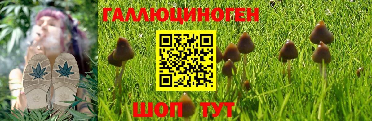 Псилоцибиновые грибы Psilocybine cubensis Хабаровск